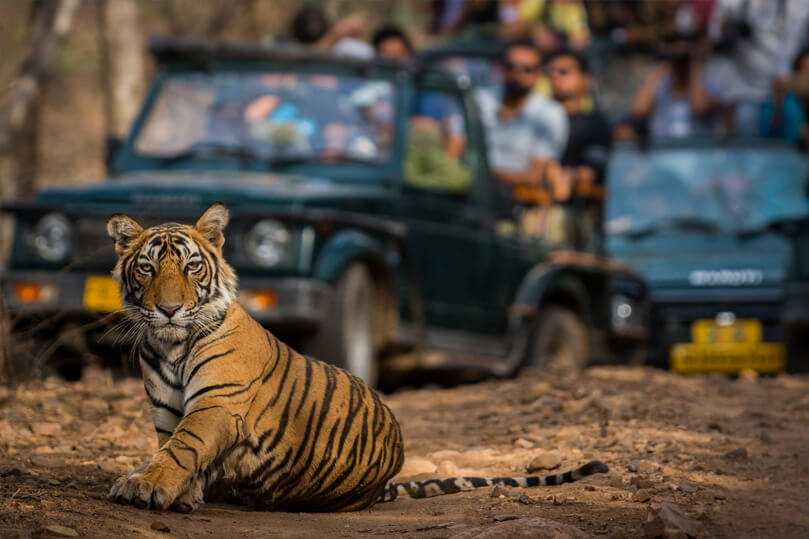 golden-triangle-with-ranthambore-1695384067